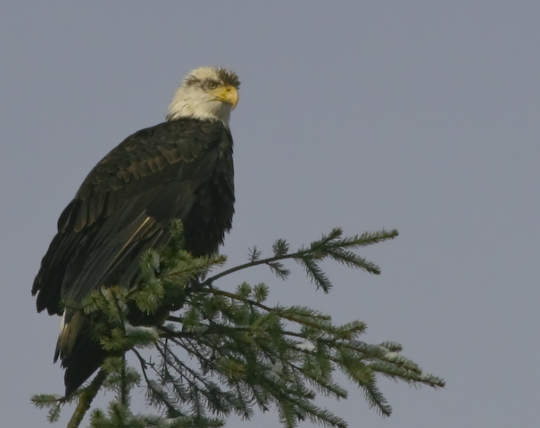 Bald Eagle