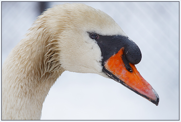 Cygnus Olor