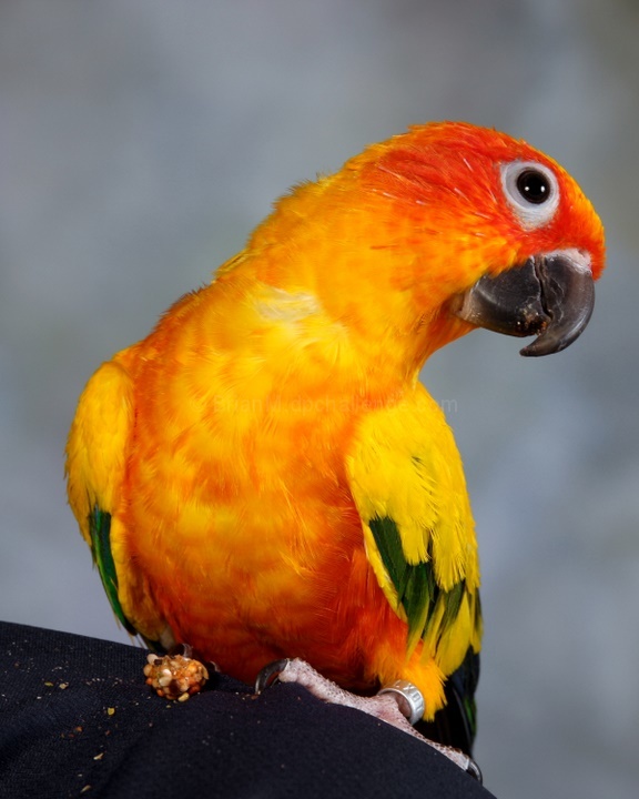 Sun Conure