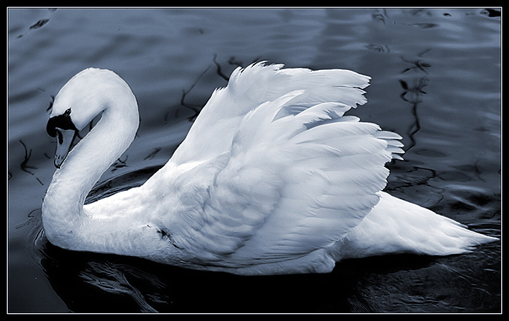 Mute Swan