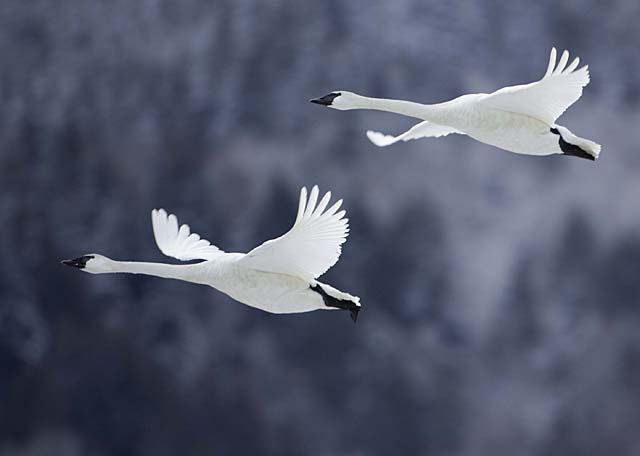 Winter White