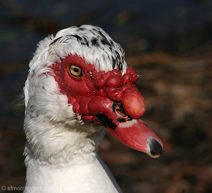 The Ugly Duckling