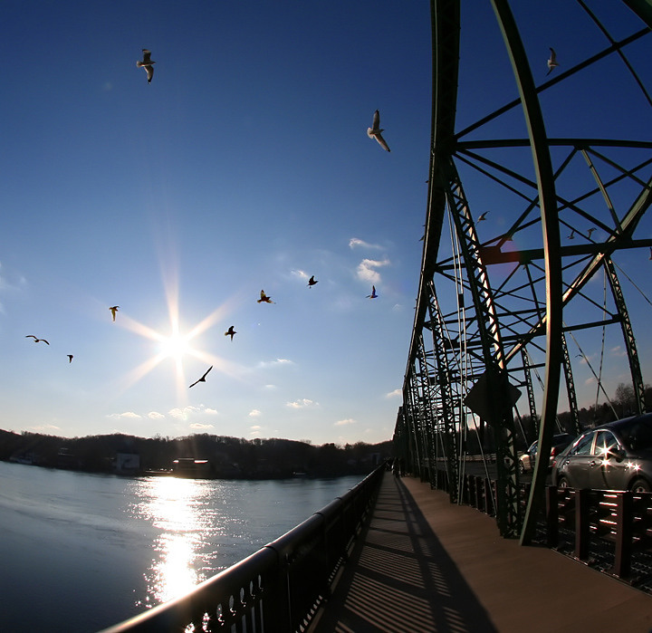 Delaware River Gulls
