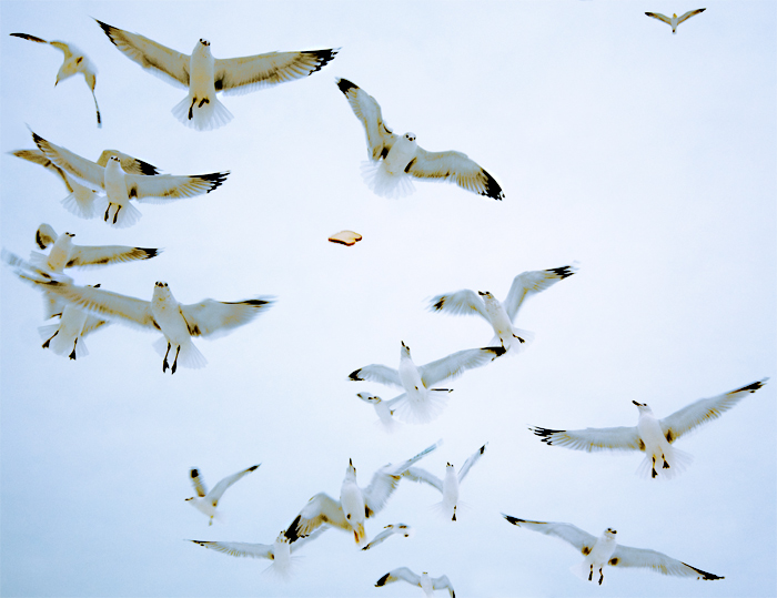 Midair refueling with their daily bread