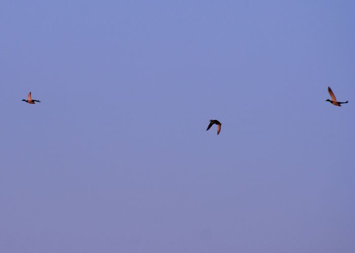 Waterfowl