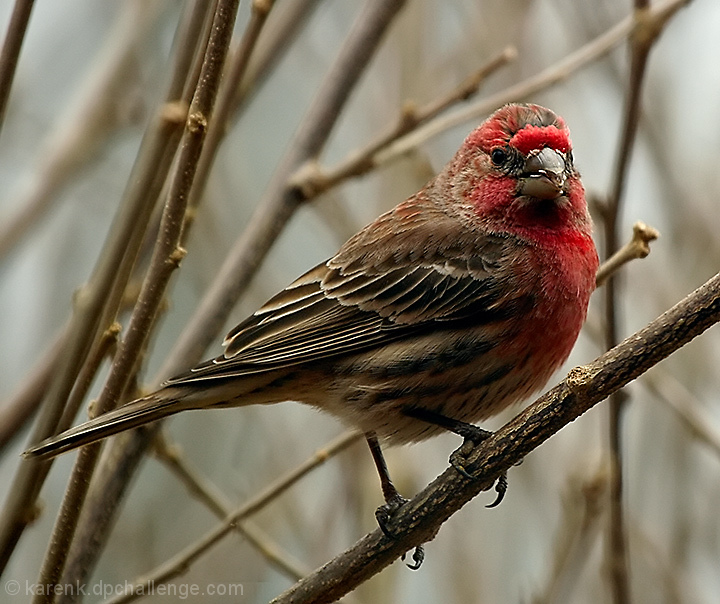 Red Finch