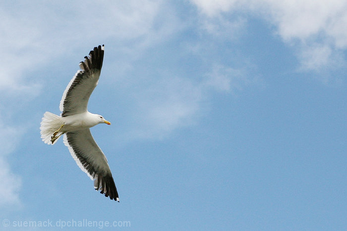 seagull