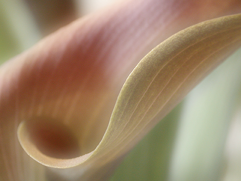 Calla Lily