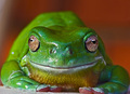 Frog Eyes.