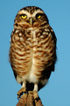 Borrowing (Owl) Stare