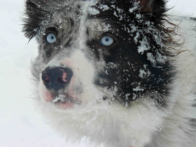 Bailey in the Snow