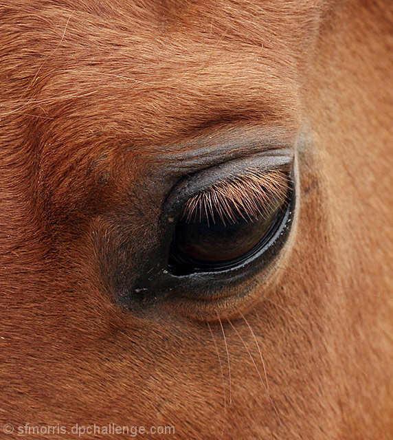 Gentle Soul (Arabian Horse)