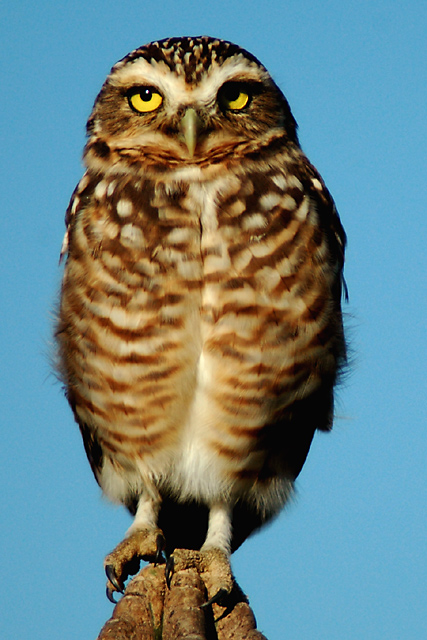 Borrowing (Owl) Stare