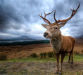 Highland Guardian