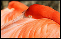Flamingo A Deux