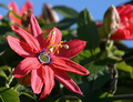 Passiflora