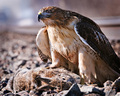 Redtail Hawk With Catch