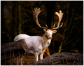 White Fallow Deer