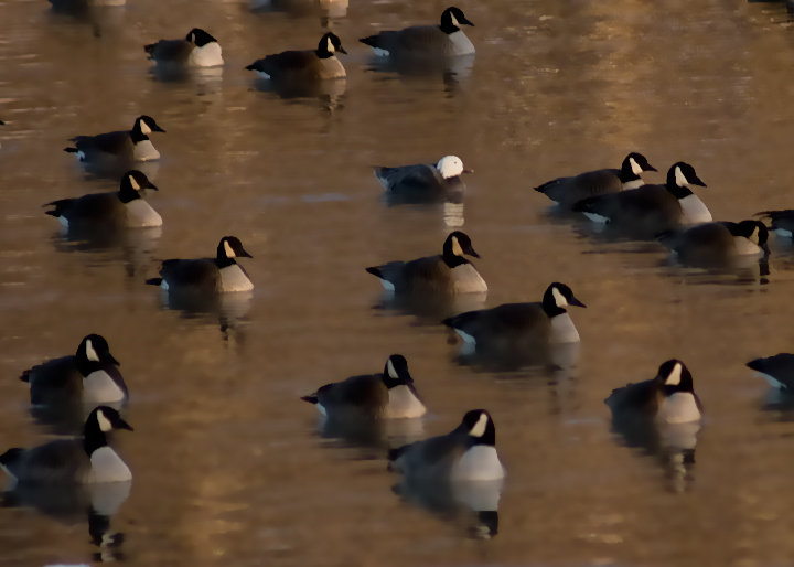 Standing out in a crowd