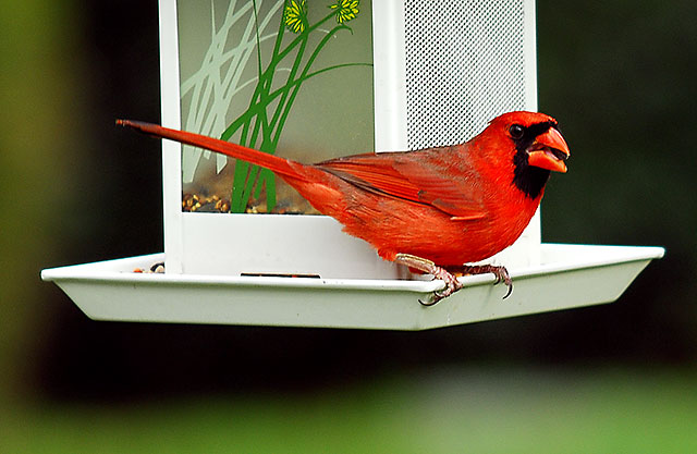 "WHERE IS MY MATE?   I'M READY!"