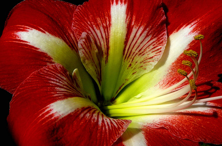 Amaryllis by Morning