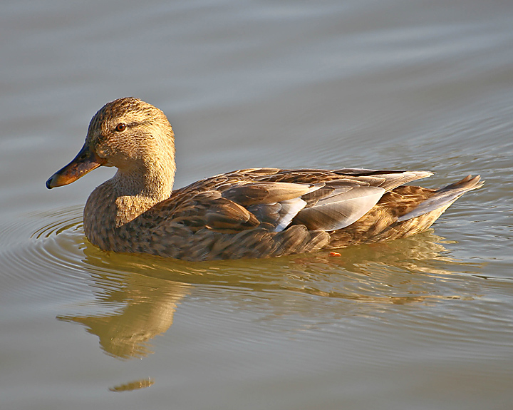 Mallard