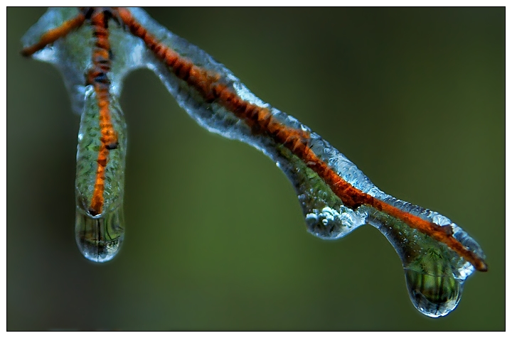 Dripping Trees