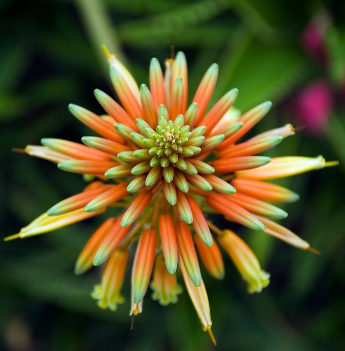 Natural Beauty