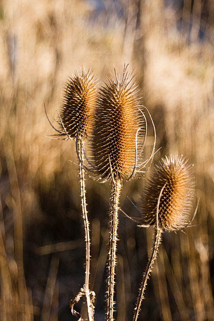 Teasles