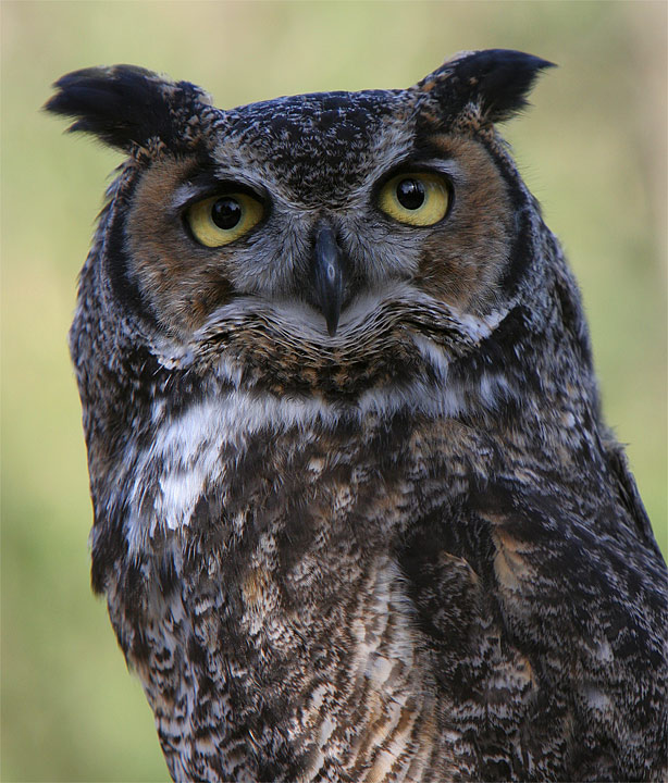 Great Horned Owl