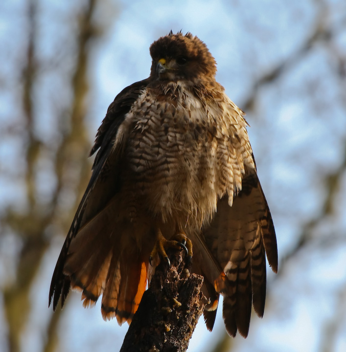 Wild Red Tail