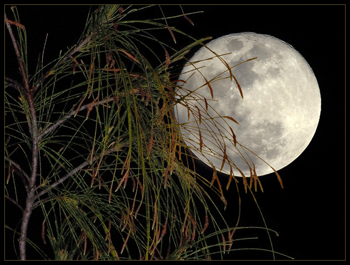 Pine Tree and Full Moon