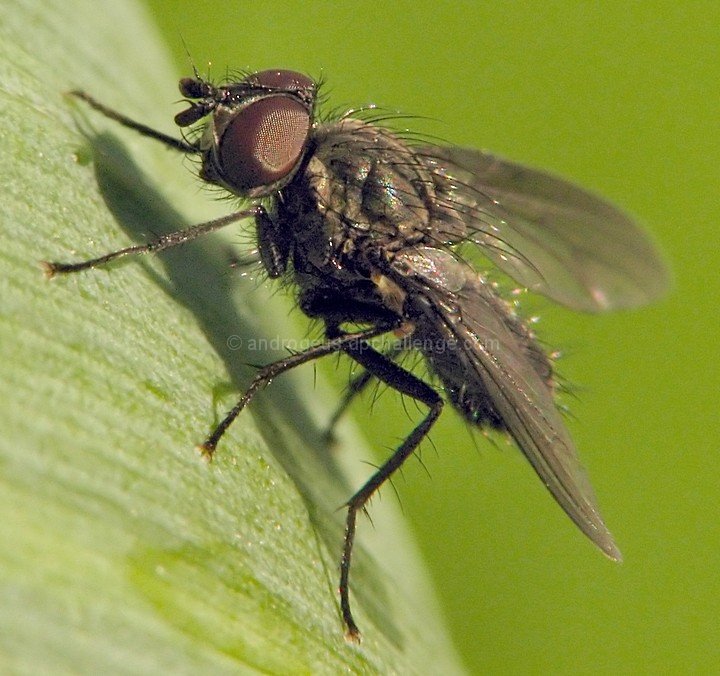 Basking