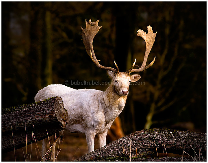 White Fallow Deer