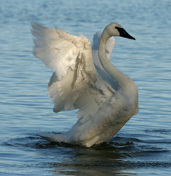 Trumpeter Swan