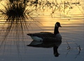 Royal Canadian Goose