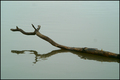 Rippled Reflections