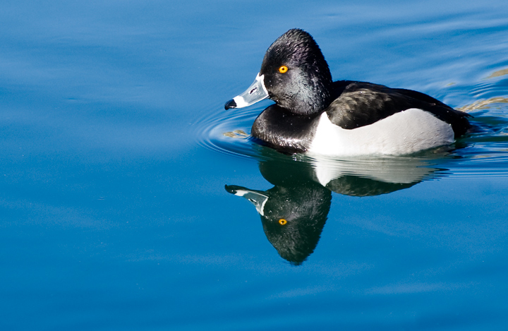  Just a Duck