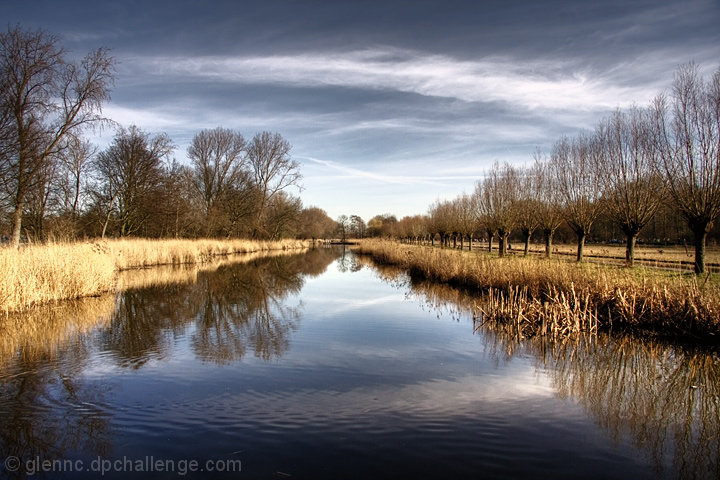 Reed beds - Delft