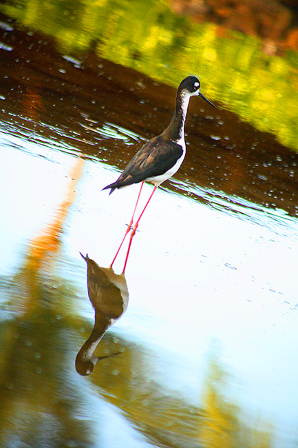 The Tilted Stilt (Aeo-Hawaiian Stilt)