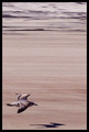 Flying Low