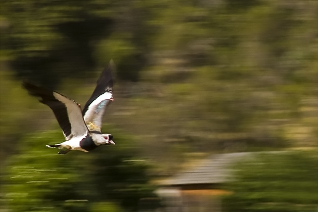 Flying Southern Lapwing Vanellus Chilensis... OMG! What a name!