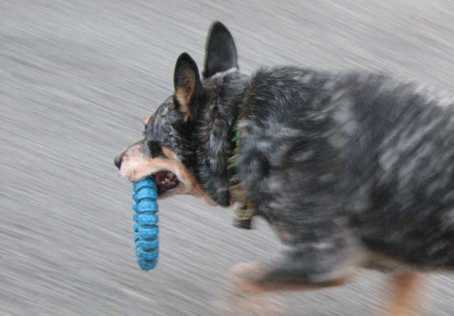 FETCH!