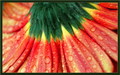 Gerbera Daisy