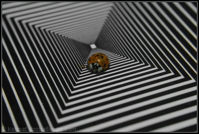 If Alice Was a Ladybug