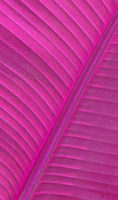 Palm leaf in purple