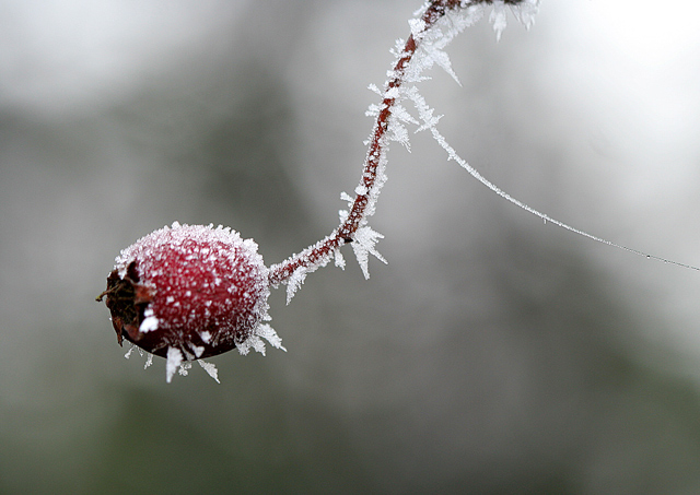 Frosted Line