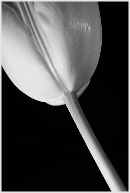 Tulip