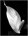 Peace Lily