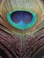 feathery symmetry